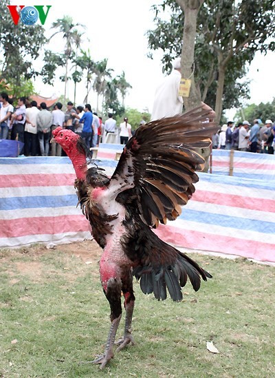 Cockfighting: long-standing form of popular entertainment  - ảnh 6